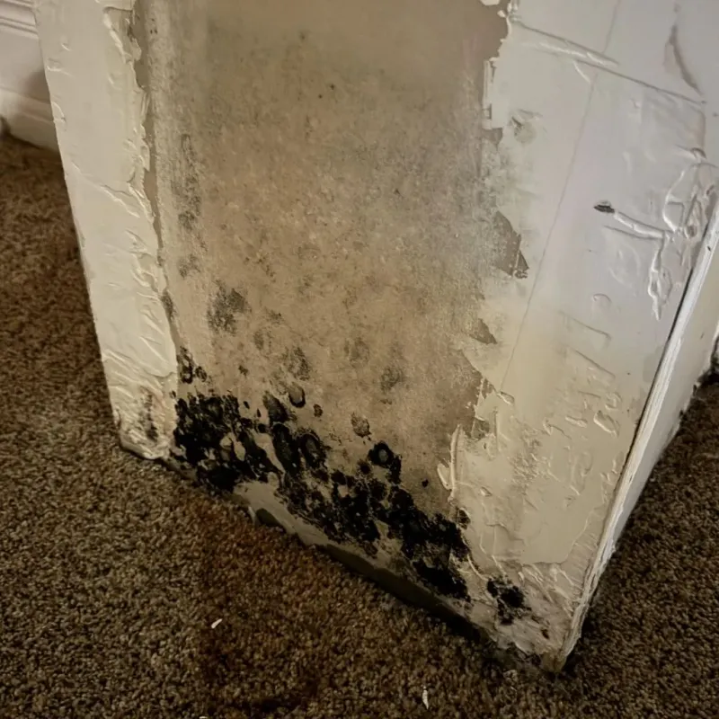Professional Mold Removal in Loma Linda, CA